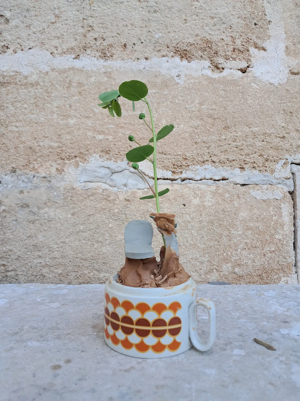 Germoglio inserito in un oggetto di ceramica