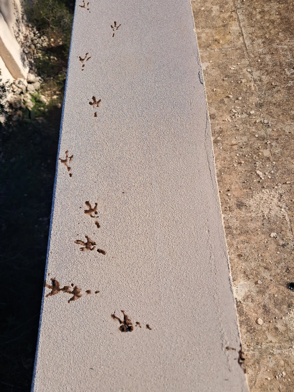 Tracce di insetti sulla superficie della casa